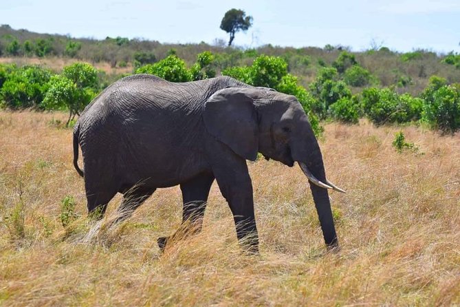 4 Days Kenya Safari - Practical booking advice