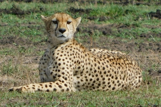 4 Days Kilimanjaro Experience - Mombasa - What makes this safari worth considering