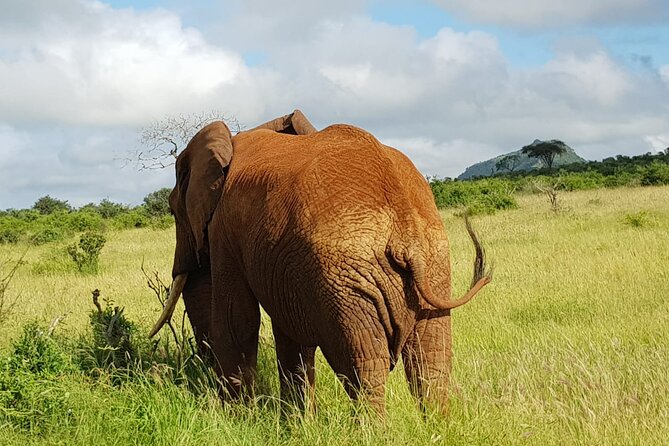 4 Days Kilimanjaro Experience - Mombasa - Day 3: Dry plains, elephants, and Big Five possibilities in Tsavo East