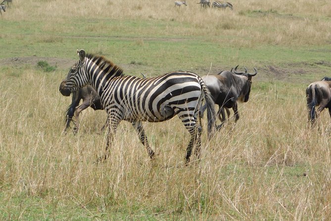 4 Days Kilimanjaro Experience - Mombasa - Who will enjoy this safari most