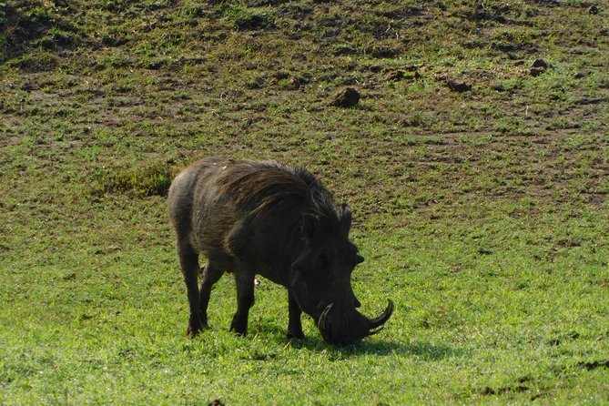 4 Days Kilimanjaro Experience - Mombasa - Day 2: Mzima Springs and the more varied Tsavo West