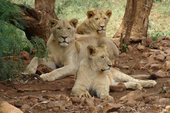 4 Days Lake Nakuru and Masai Mara Luxury Safari - Day 1: Rift Valley Views and Lake Nakuru Wildlife
