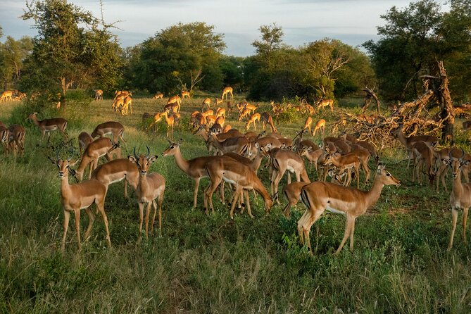 4 Days Lake Nakuru and Masai Mara Luxury Safari - Day 3: The Mara From Morning to Afternoon