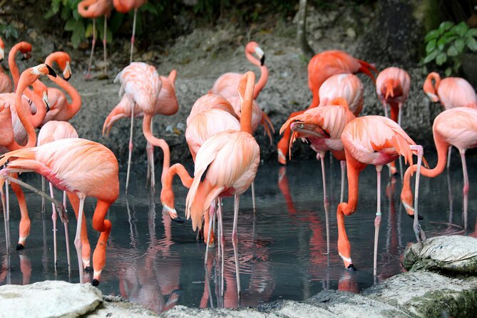 4 Days Lake Nakuru and Masai Mara Luxury Safari - Day 4: A Gentle Return to Nairobi