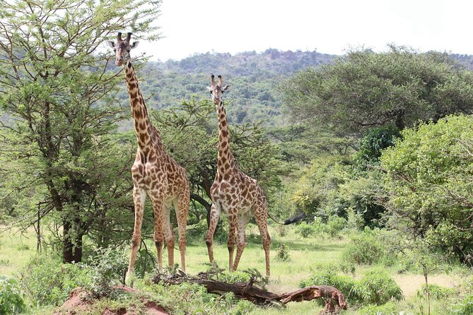 4 Days Lake Nakuru and Masai Mara Luxury Safari - The Private Land Cruiser Makes a Difference