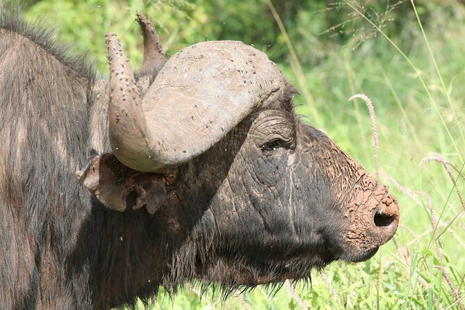 4 Days Lake Nakuru and Masai Mara Luxury Safari - Guides, Service, and Accommodation