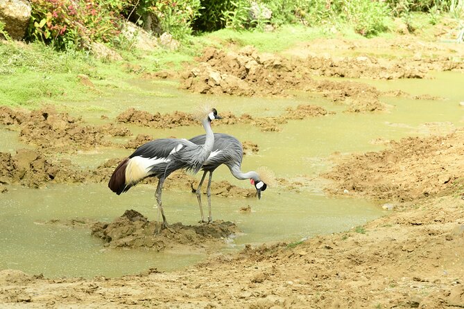 4 Days Lake Nakuru and Masai Mara Luxury Safari - Is $3,170 Per Person Good Value?