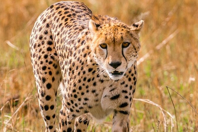 4 Days Landcruiser Safari to Masai Mara and Lake Nakuru - Six things to know before booking