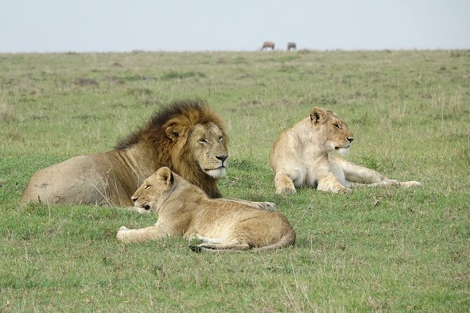 4 Days Landcruiser Safari to Masai Mara and Lake Nakuru - Why this safari works as a four-day Kenya introduction