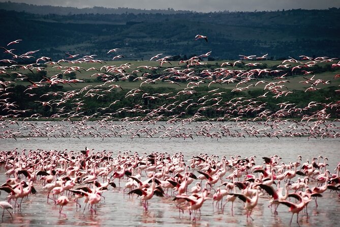 4 Days Landcruiser Safari to Masai Mara and Lake Nakuru - What Big Five viewing really means here