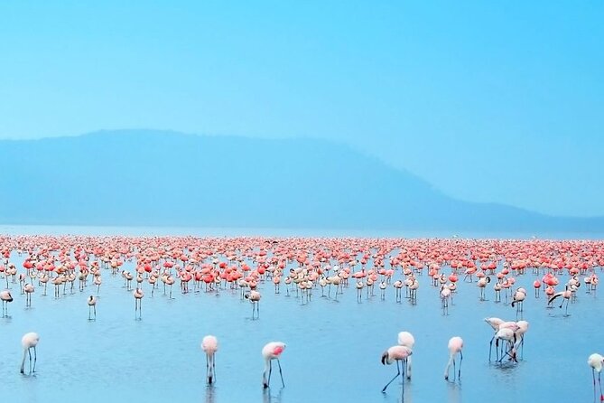 4 Days Landcruiser Safari to Masai Mara and Lake Nakuru - The Land Cruiser, group size, and daily comfort