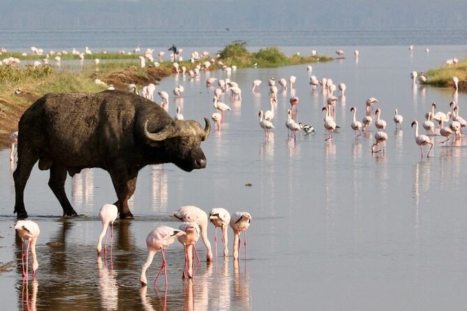 4 Days Landcruiser Safari to Masai Mara and Lake Nakuru - Meals, camp stays, and extra costs
