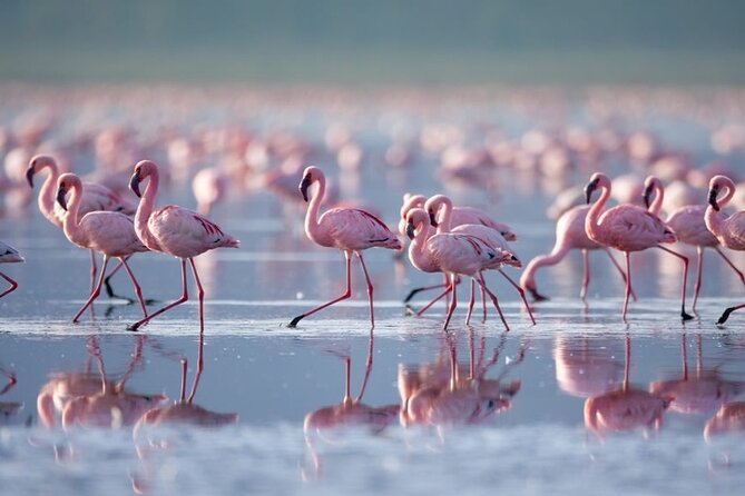 4 Days Landcruiser Safari to Masai Mara and Lake Nakuru - Day two: A full game day in Masai Mara