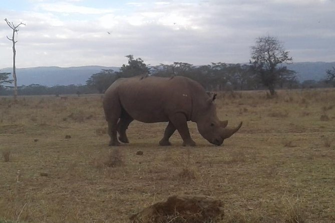 4 Days Maasai Mara and Lake Nakuru Unforgettable Safari - Nairobi to the Maasai Mara: a full first day