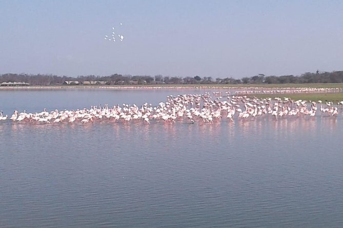 4 Days Maasai Mara and Lake Nakuru Unforgettable Safari - Lake Nakuru’s rhinos and possible flamingos