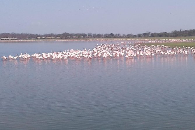 4 Days Maasai Mara and Lake Nakuru Unforgettable Safari - What the $381.54 price really covers