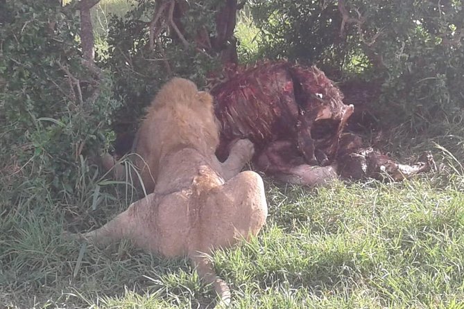 4 Days Maasai Mara and Lake Nakuru Unforgettable Safari - Budget comfort and the shared vehicle tradeoff