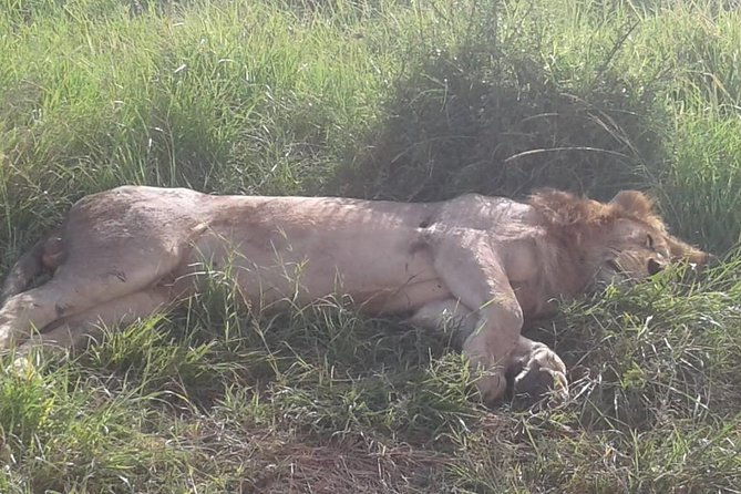 4 Days Maasai Mara and Lake Nakuru Unforgettable Safari - Service and coordination