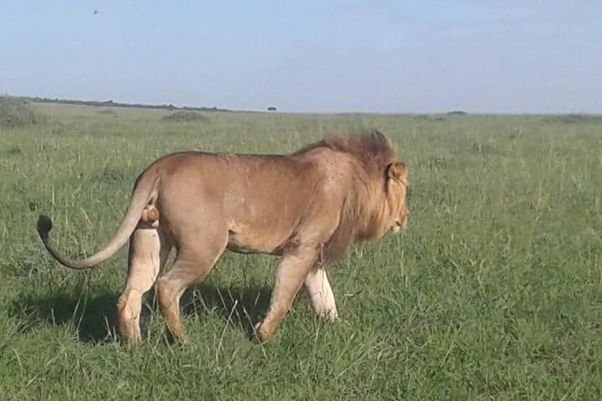 4 Days Maasai Mara and Lake Nakuru Unforgettable Safari - Who will enjoy this four-day route