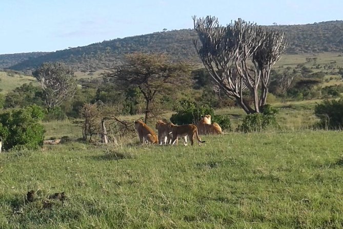 4 Days Maasai Mara and Lake Nakuru Unforgettable Safari - A second Mara day for predators and patience