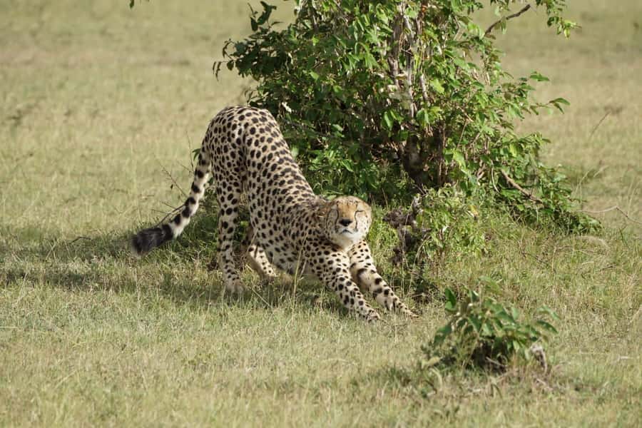 4 DAYS MAASAI MARA GROUP SAFARI: (WITH MARA PARK FEES) - 4WD - Key points to know before booking