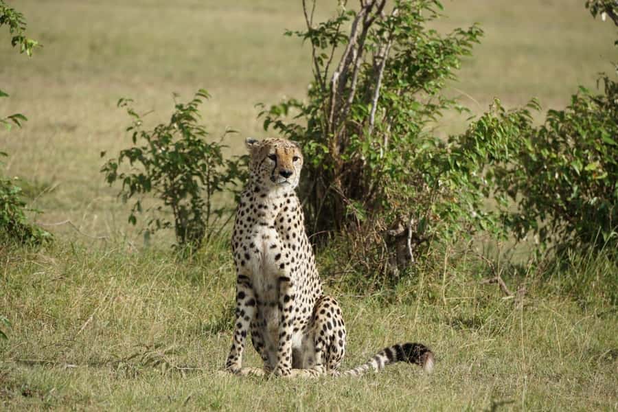 4 DAYS MAASAI MARA GROUP SAFARI: (WITH MARA PARK FEES) - 4WD - Days two and three: two full days searching for the Big Five