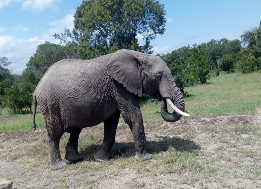 4 DAYS MAASAI MARA GROUP SAFARI: (WITH MARA PARK FEES) - 4WD - Why the 4WD Landcruiser matters
