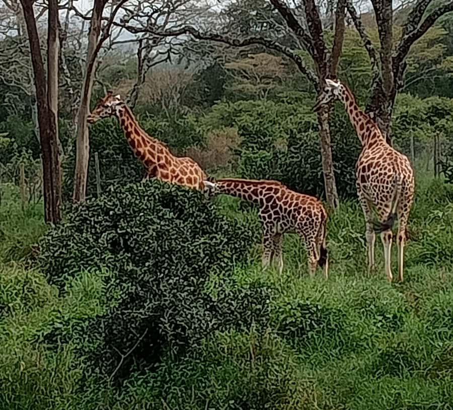 4 DAYS MAASAI MARA & LAKE NAKURU SMALL GROUP SAFARI BY 4WD - Nairobi to the Mara, with a Rift Valley stop