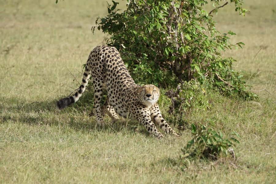 4 DAYS MAASAI MARA & LAKE NAKURU SMALL GROUP SAFARI BY 4WD - What the $750 price really covers
