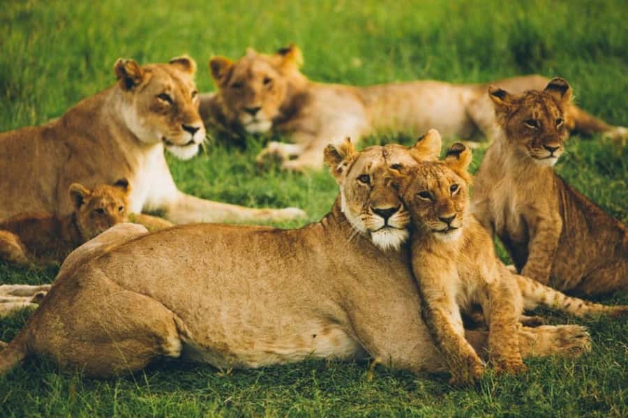 4 DAYS MAASAI MARA & LAKE NAKURU SMALL GROUP SAFARI BY 4WD - Comfort, group size, and guide style