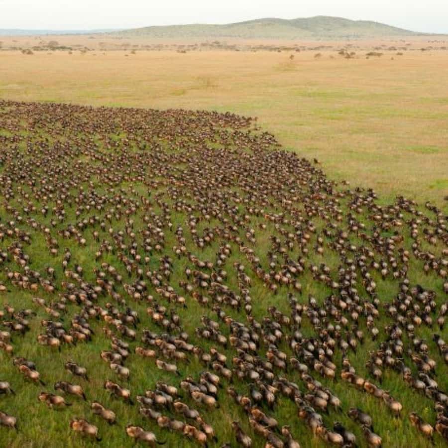 4 DAYS MAASAI MARA & LAKE NAKURU SMALL GROUP SAFARI BY 4WD - Why the Maasai Mara receives two full wildlife periods