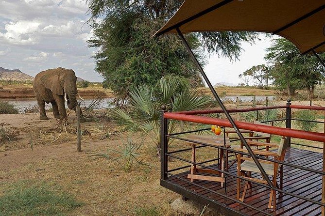 4 days Maasai Mara-Nakuru Mid-Range - Day 3: The full Maasai Mara game-drive day