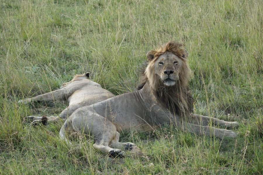 4 DAYS MAASAI MARA NATIONAL RESERVE GROUP SAFARI- 4WD - Key points before you book