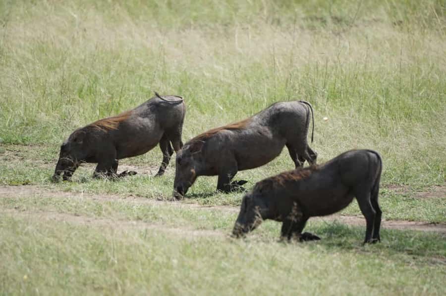 4 DAYS MAASAI MARA NATIONAL RESERVE GROUP SAFARI- 4WD - Why four days works well for the Maasai Mara