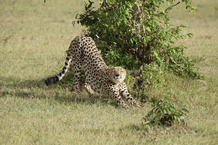 4 DAYS MAASAI MARA NATIONAL RESERVE GROUP SAFARI- 4WD - Day one: Nairobi, the Rift Valley, and a 4 pm game drive