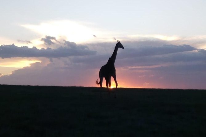 4 Days - Majestic Maasai Mara and Lake Nakuru Safari - What this four-day safari is really offering