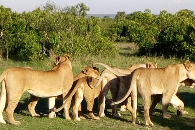 4 Days - Majestic Maasai Mara and Lake Nakuru Safari - Day three: leaving the Mara for Lake Nakuru