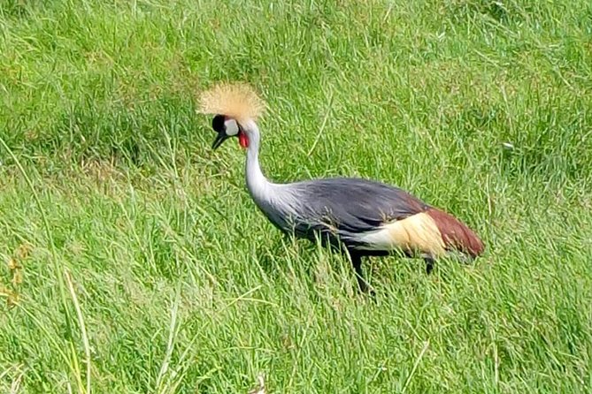 4 Days - Majestic Maasai Mara and Lake Nakuru Safari - Day four: white rhinos and a return to Nairobi