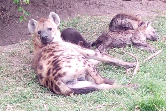 4 Days - Majestic Maasai Mara and Lake Nakuru Safari - Vehicle, group size, and guide quality