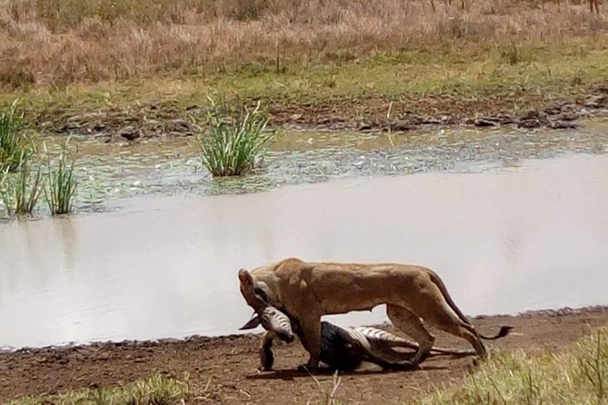 4 Days - Majestic Maasai Mara and Lake Nakuru Safari - Meals, lodging, and what is included