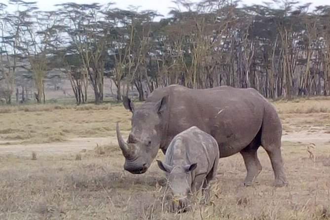 4 Days - Majestic Maasai Mara and Lake Nakuru Safari - Who should book this safari?