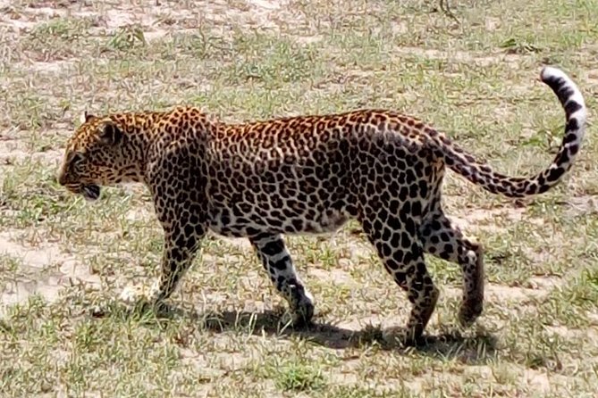 4 Days - Majestic Maasai Mara and Lake Nakuru Safari - Day two: the main Maasai Mara wildlife day