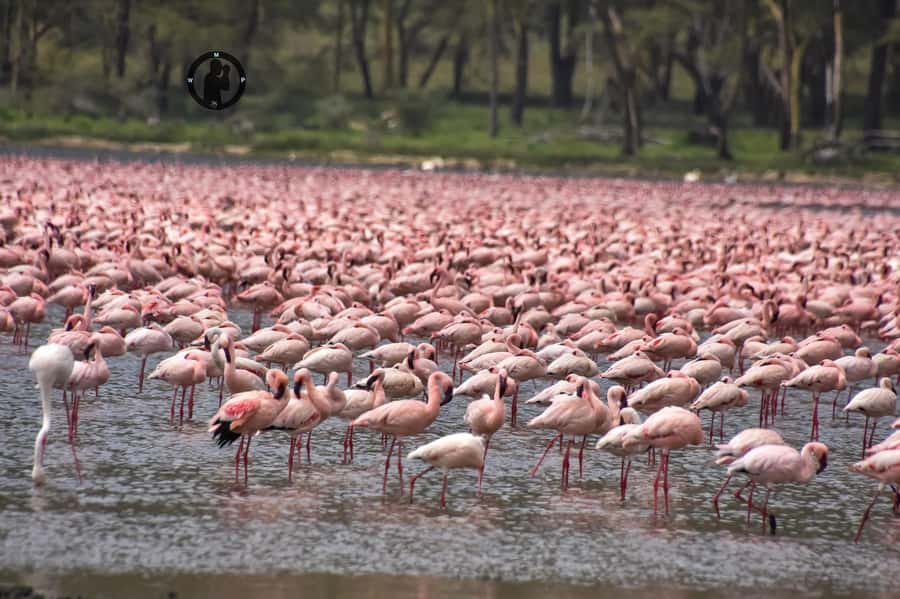 4 Days Masai Mara and Lake Nakuru Budget Safari - Key points to know before booking