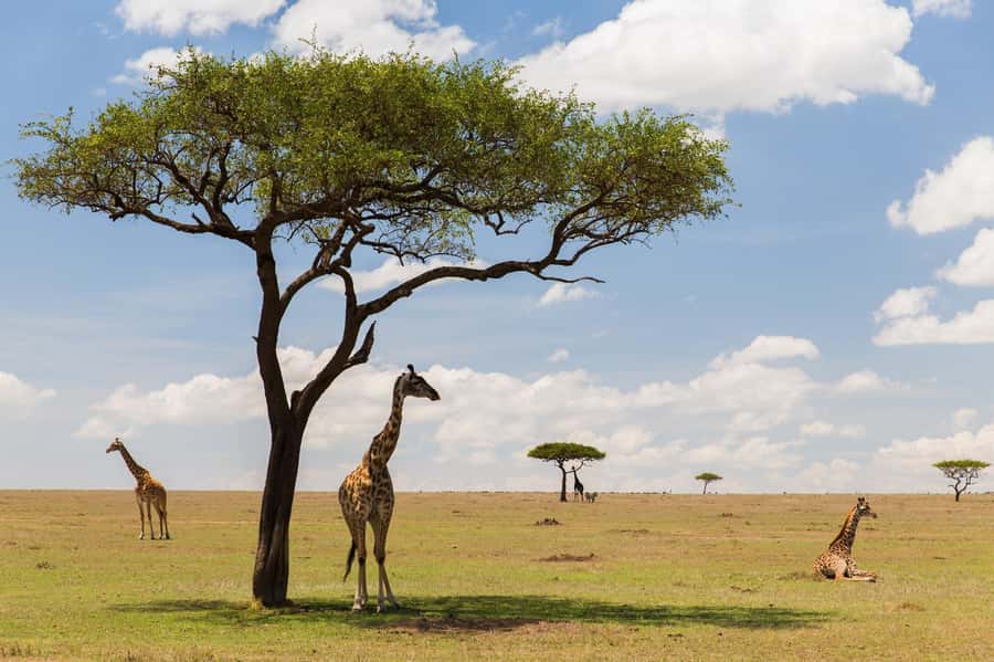 4 Days Masai Mara and Lake Nakuru Budget Safari - Day 4: Rhinos, flamingoes, and the road back