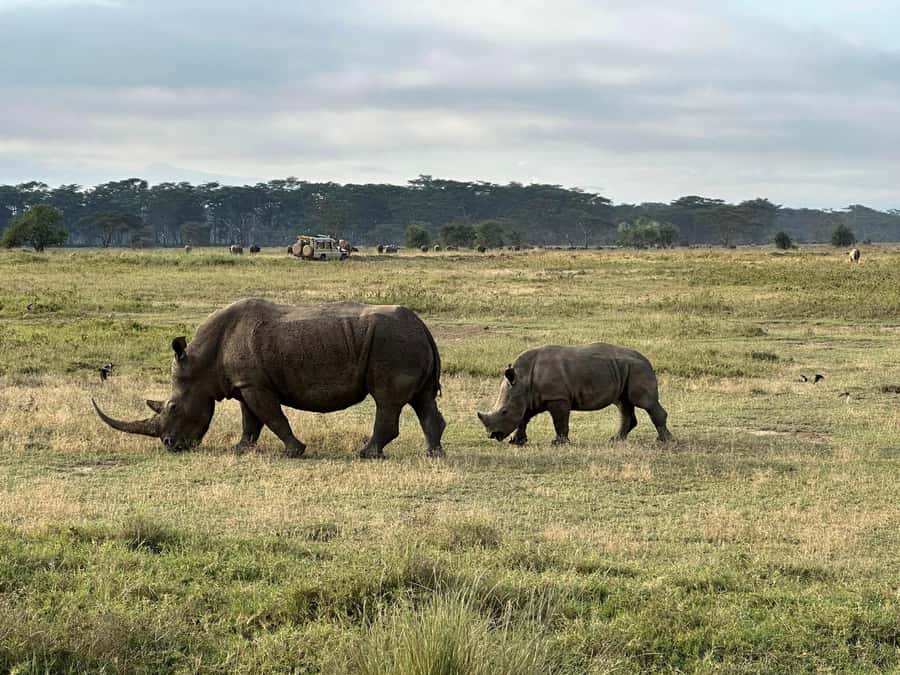4 Days Masai Mara and Lake Nakuru Budget Safari - Camp and hotel: simple, useful, and not luxury