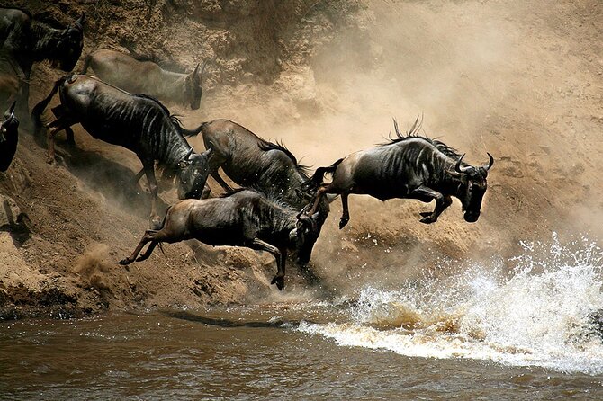 4 Days Masai Mara and Lake Nakuru Budget Safari Meals included - Day 2: A full day among lions, leopards, and plain game