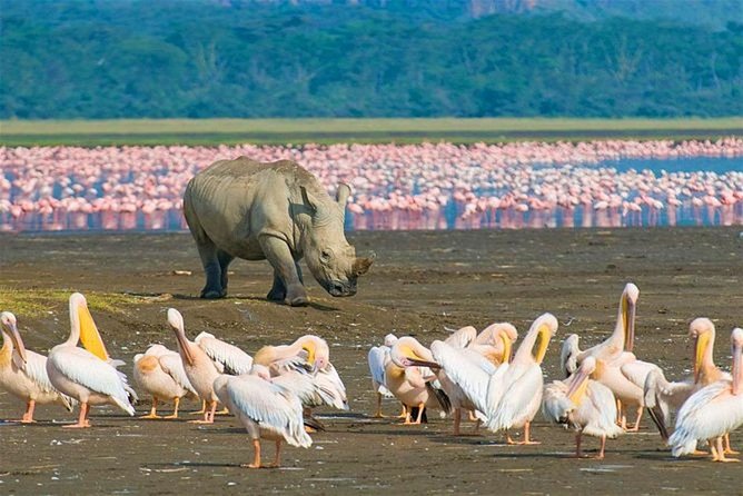 4 Days Masai Mara and Lake Nakuru Budget Safari Meals included - Day 3: An early drive, Maasai culture, and the road to Nakuru