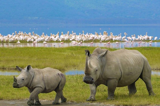4 Days Masai Mara and Lake Nakuru Budget Safari Meals included - A small group and an open-roof minivan