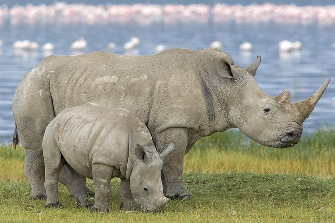 4 Days Masai Mara and Lake Nakuru Budget Safari Meals included - The guide can shape the whole experience