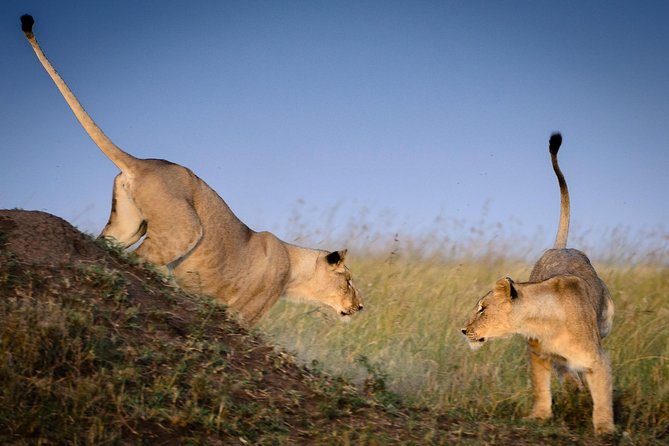 4 Days Masai Mara and Lake Nakuru Budget Safari Meals included - Meals, accommodation, and what to confirm